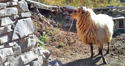 Баран для жертвоприношения. Фото Патимат Махмудовой для "Кавказского узла"